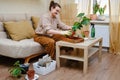 Woman working in home garden, soil for monstera plant. Transplanting flowers into pots and replacing the soil in the living room, Royalty Free Stock Photo