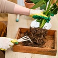 Woman working in home garden, soil for monstera plant. Transplanting flowers into pots and replacing the soil in the living room, Royalty Free Stock Photo