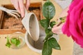 Woman working in home garden, soil for rose flower. Transplanting pla Royalty Free Stock Photo