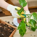 Woman working in home garden, soil for scindapsus aureus plant. Transplanting flowers into pots and replacing the soil in the Royalty Free Stock Photo