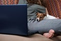 Woman working on laptop computer and jack russel terrier puppy dog on the sofa. Remote work from home concept. Good relationships