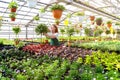 Woman working in a nursery - Greenhouse with colourful flowers