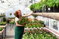 Woman working in a nursery - Greenhouse with colourful flowers