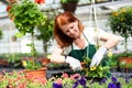 Woman working in a nursery - Greenhouse with colourful flowers