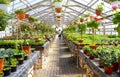 Woman working in a nursery - Greenhouse with colourful flowers