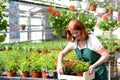 Woman working in a nursery - Greenhouse with colourful flowers