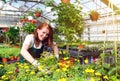 Woman working in a nursery - Greenhouse with colourful flowers