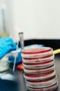 Woman Working With Petri Dishes In The Lab Royalty Free Stock Photo