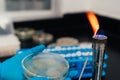 Woman Working With Petri Dishes In The Lab Royalty Free Stock Photo