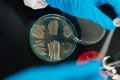 Woman working with petri dishes in the lab. The dish has bacteorological culture Royalty Free Stock Photo