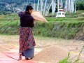 Woman working in rice field enroute Chimi Lhakhang, Bhutan