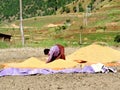 Woman working in rice field enroute Chimi Lhakhang, Bhutan Royalty Free Stock Photo