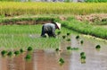 A woman working on the rice field in Mekong Delta, Vietnam Royalty Free Stock Photo