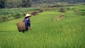 Woman working rice field, Sapa, Vietnam Royalty Free Stock Photo