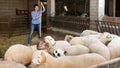 Woman working in sheep stall