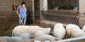 Woman working in sheep stall