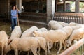 Woman working in sheep stall