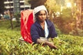 Woman working on Sri Lankan tea plantation Royalty Free Stock Photo