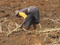 Woman working in sugar plantation