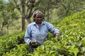 Smiling woman working on a tea plantation in Sri Lanka Royalty Free Stock Photo