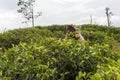 Smiling woman working on a tea plantation in Sri Lanka Royalty Free Stock Photo