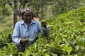 Woman working on a tea plantation in Sri Lanka Royalty Free Stock Photo