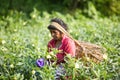 Woman working in tea plantation Royalty Free Stock Photo
