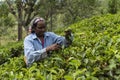 Woman working on a tea plantation in Sri Lanka Royalty Free Stock Photo