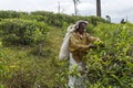 Woman working on a tea plantation in Sri Lanka Royalty Free Stock Photo