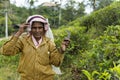 Woman working on a tea plantation in Sri Lanka Royalty Free Stock Photo