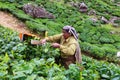 Woman working in Tea plantations in Munnar, Kerala, South India Royalty Free Stock Photo