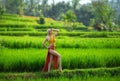 Woman working on the traditional rice terraces in Bali