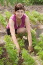 Woman working in vegetable garden Royalty Free Stock Photo