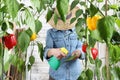 Woman working in vegetable garden spray pesticide on the green leaves of sweet peppers lush plants, take care plant growth