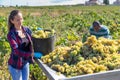 Woman working at vineyard, harvesting ripe grapes