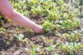 Woman works on the farm. under the scorching sun. land manual labor. Gardening