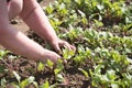 Woman works on the farm. under the scorching sun. land manual labor. Gardening