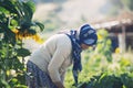 A woman works in the fields of a farm in cappadocia on 10th July 2019