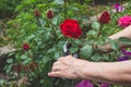 A woman works in the garden, cuts a rose with a pruner.