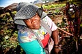 Woman works in her vegetable garden Royalty Free Stock Photo