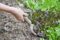 Woman works on kitchen garden Royalty Free Stock Photo