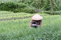 A woman works on a plant plantation