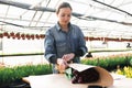 A woman wraps a bouquet of flowers in craft paper. Bouquet of purple tulips. Sale of bouquets from the greenhouse..