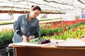 A woman wraps a bouquet of flowers in craft paper. Bouquet of purple tulips. Sale of bouquets from the greenhouse