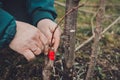 Woman wraps a graft tree with an insulating tape in the garden to detain the damp in it in close-up Royalty Free Stock Photo