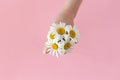 Woman& x27;s hand with a camomile on sunny summer day Royalty Free Stock Photo