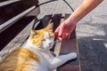 Woman& x27;s hand caressing a cat lying on the street