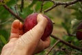 Woman& x27;s hand collecting apples for the production of cider.