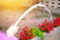 Woman& x27;s hand with garden hose watering flower, plants, gardening concept. Narrow depth of field Royalty Free Stock Photo