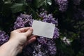 Woman& X27;s Hand Holding Blank Greeting, Business Card. Purple Lilacs Blossoms In The Garden. Moody Spring Wedding